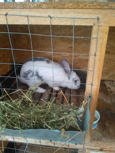 are 6luni si cântărește 5kg.; Belgian
