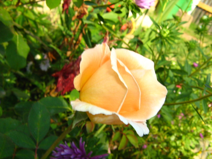 IMG_0123 - alte flori