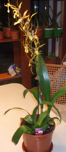 Orhideea Brassia ( Orhideea paianjen ) - Ultimele achizitii
