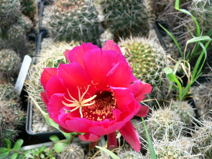 echinopsis_mammillosa_v.kermesina - genul Echinopsis