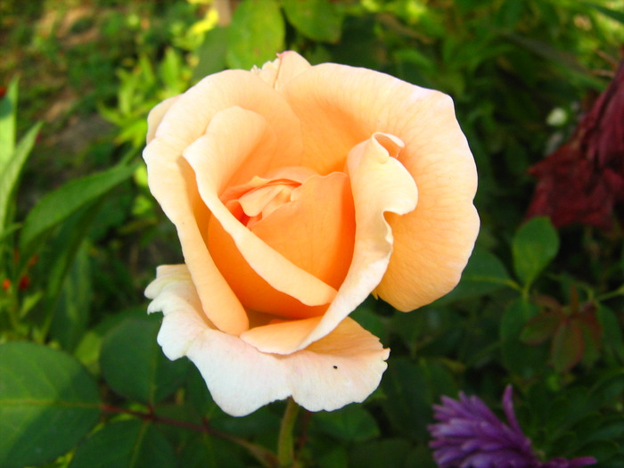 IMG_0124 - alte flori
