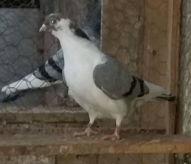 Data in Alba la Gicu Grozav Data in Alba la Gicu Grozav