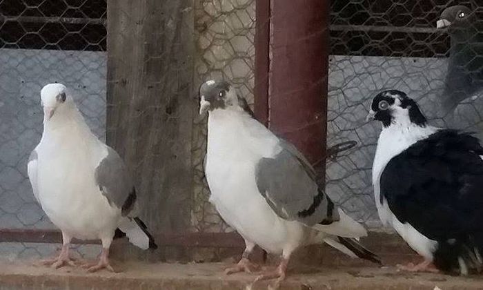 Dati in Alba la Gicu Grozav