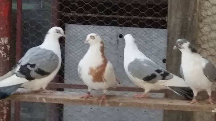 Dati in Alba la Gicu Grozav