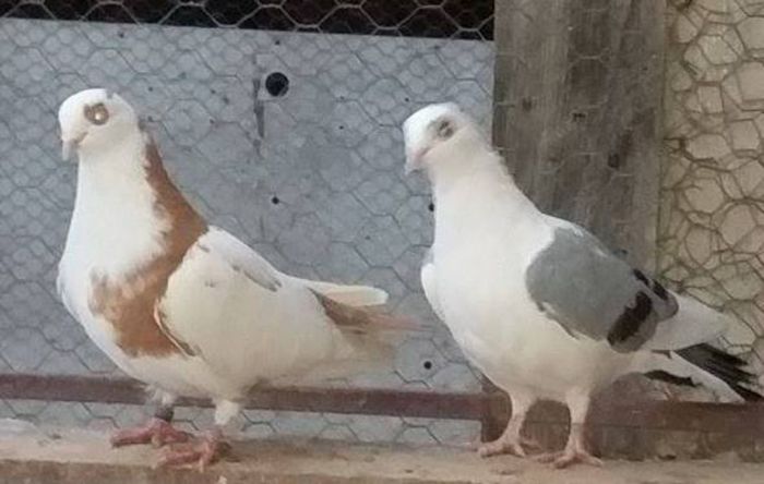 Dati in Alba la Gicu Grozav