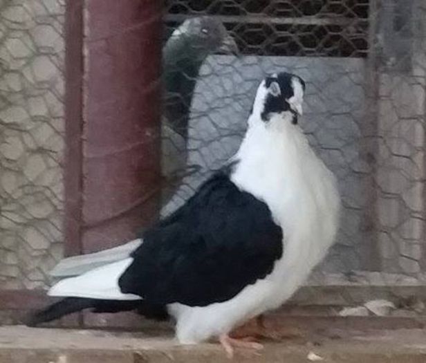 Dat in Alba la Gicu Grozav