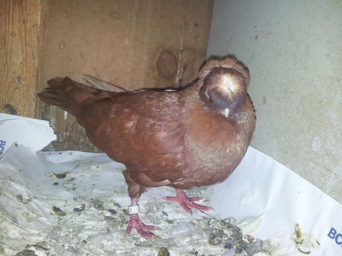 m 2009 - Plecați ALBUM 1