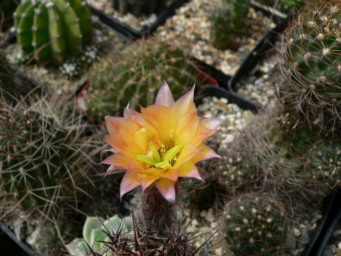 echinopsis_hibrid - genul Echinopsis