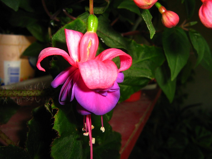 IMG_0134 - alte flori