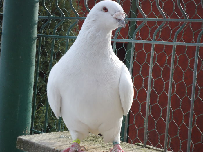 F-2011-2846 - 0-VRdF-MATCA-FEMELE-2015