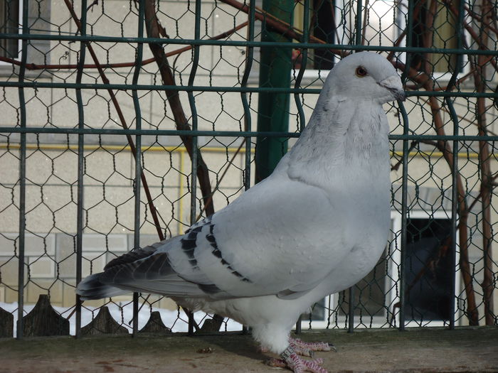 M-2014-983 - 0-VRdF-19-09-2014-24-05-2015