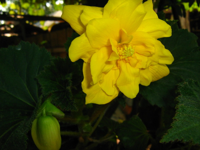 IMG_0135 - alte flori