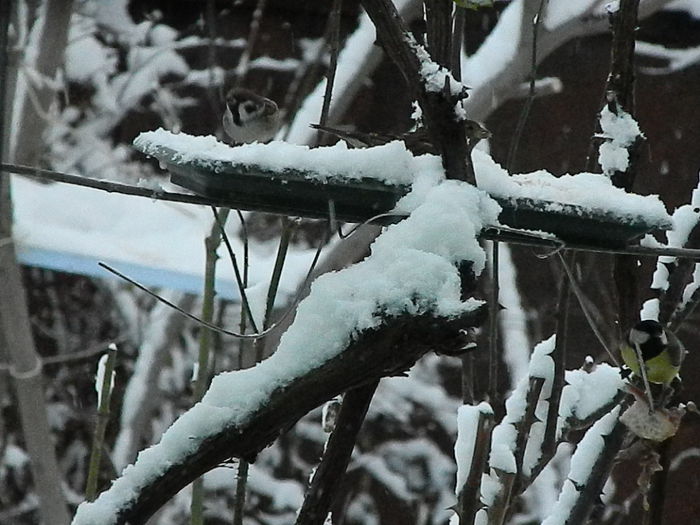 DSCN2660 - SOCIALIZARE_2