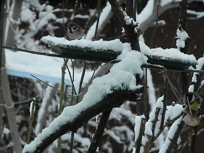 DSCN2663 - SOCIALIZARE_2