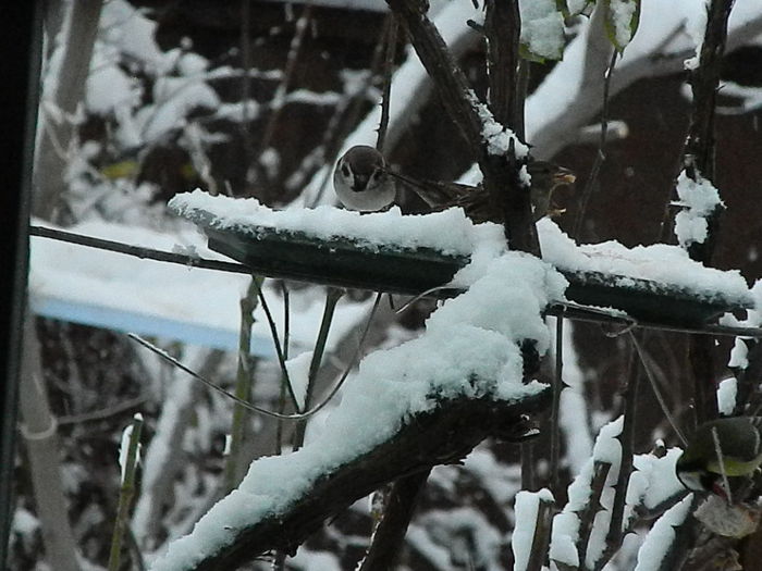 DSCN2671 - SOCIALIZARE_2