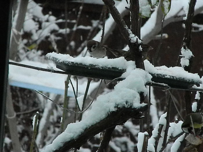 DSCN2672 - SOCIALIZARE_2