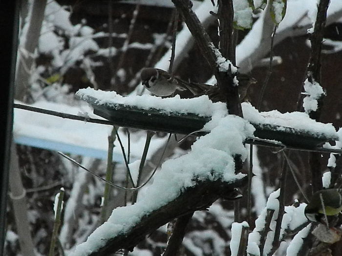 DSCN2673 - SOCIALIZARE_2