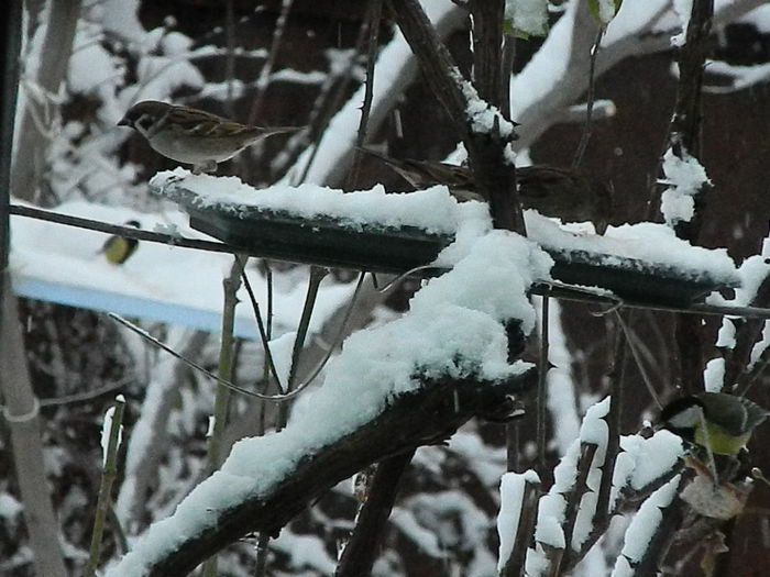 DSCN2674 - SOCIALIZARE_2