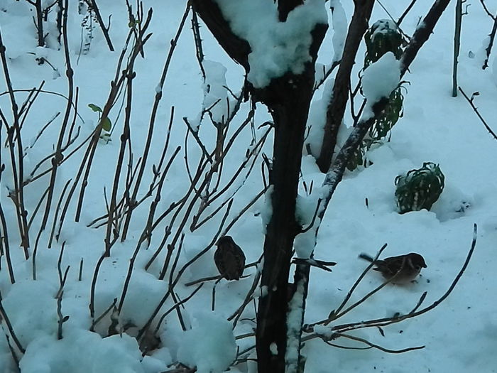 DSCN2808 - SOCIALIZARE_2