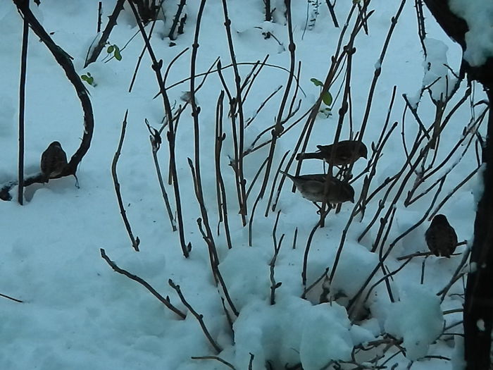 DSCN2832 - SOCIALIZARE_2