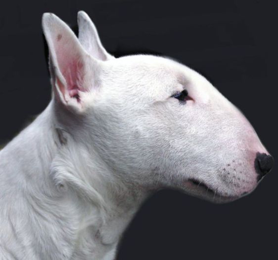 Bull terrier