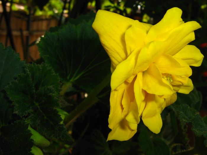 IMG_0136 - alte flori
