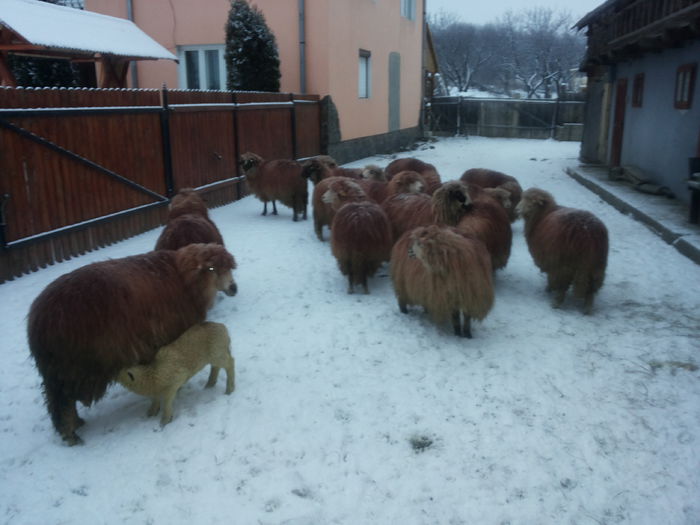 20150103_163130 - oile