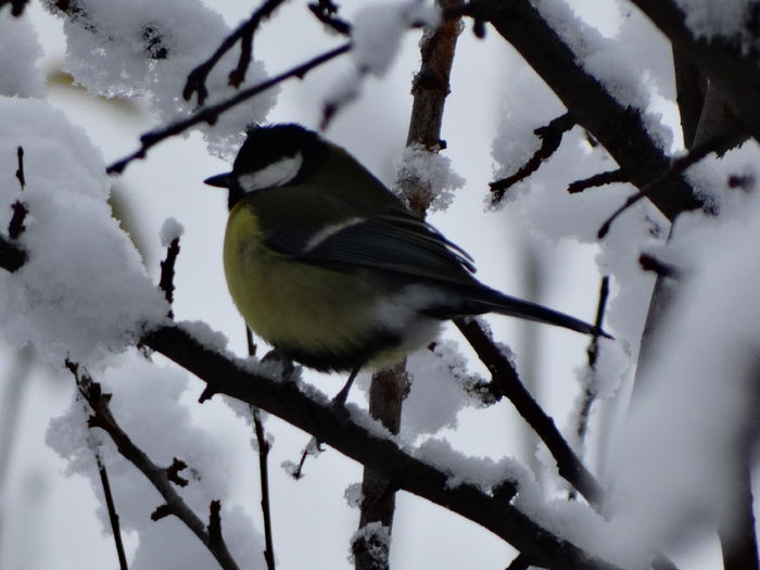 a-vizitatorii gradinii-2015 - anamariab