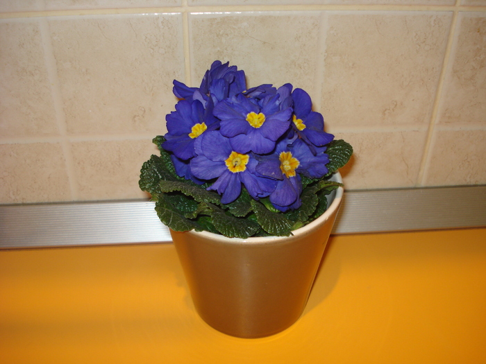 PRIMULA