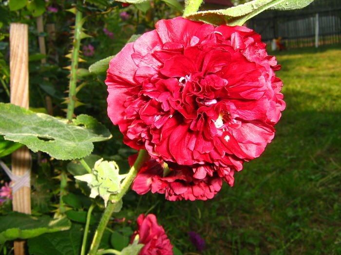 IMG_0141 - alte flori