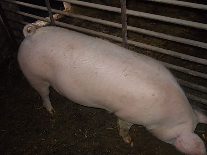  - PORCI