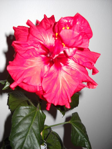 3.01.015 - HIBISCUS-2015