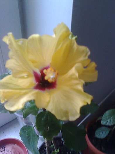 Imagine4527 - HIBISCUS