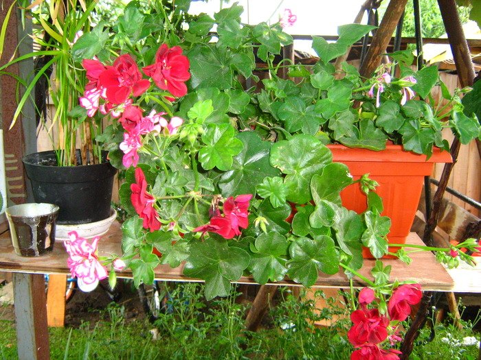 IMG_1129 - alte flori