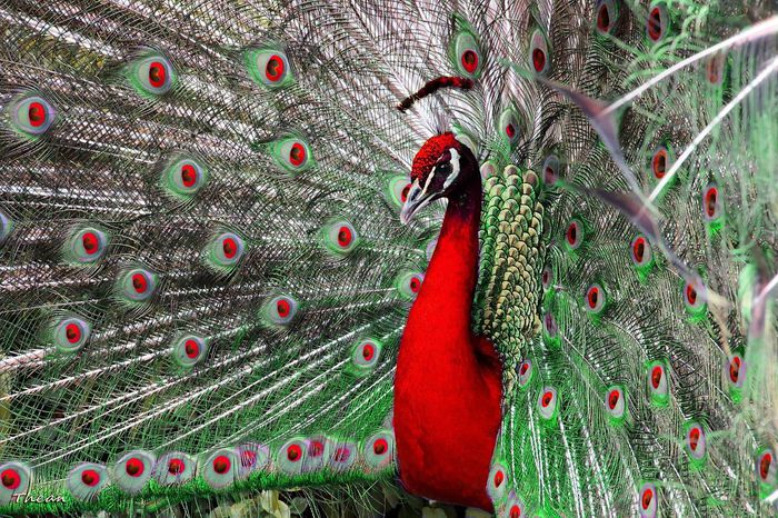 the_majestic_peacock - POZE CU PAUNI