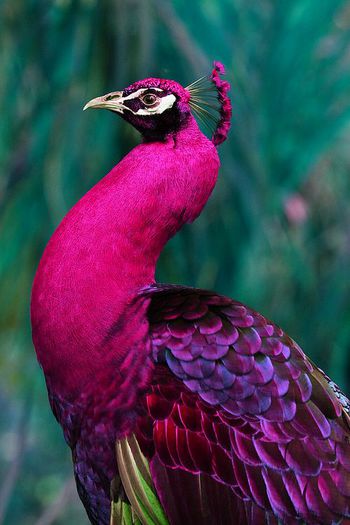 plush pink Peacock - POZE CU PAUNI