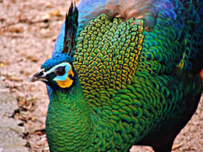 Peacock-