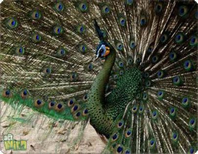 Peacock- - POZE CU PAUNI