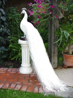 albino-peacock-2 - POZE CU PAUNI