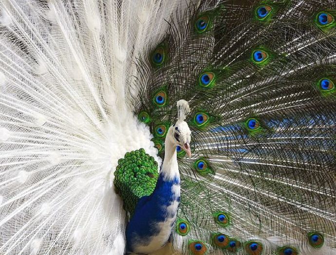 peacock_-birdsgallery-net - POZE CU PAUNI