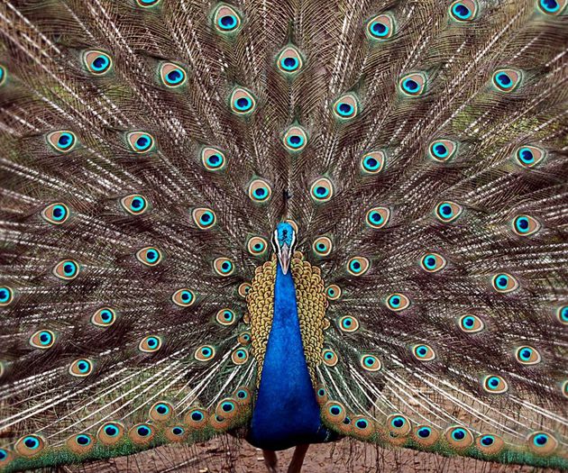 Peacock-