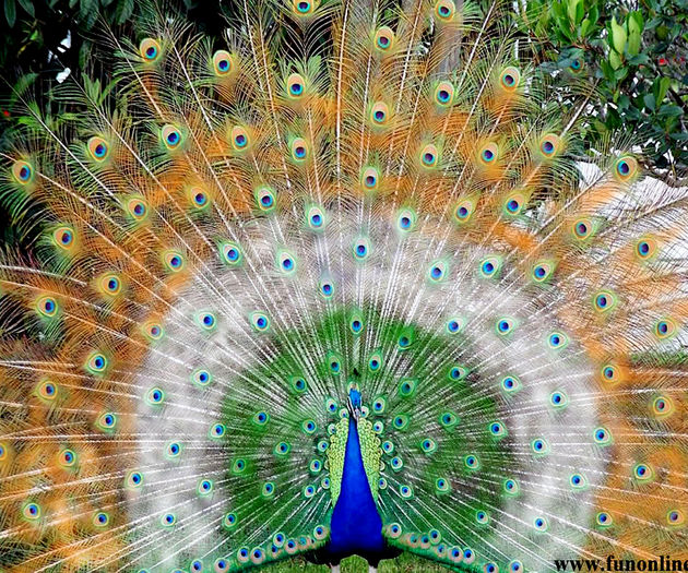 Peacock-