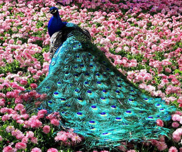 Peacock-