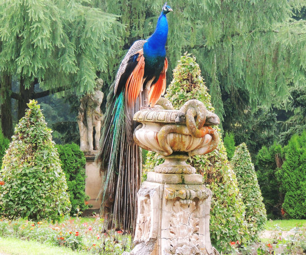 peacock-