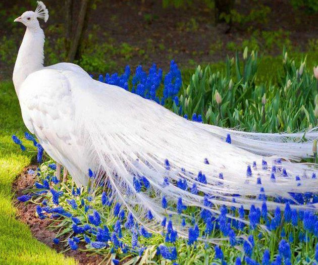 White_Peacock-