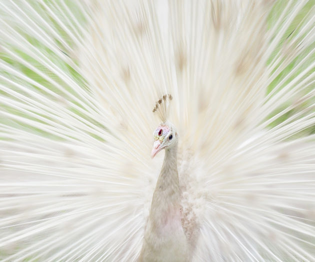 white_peacock-