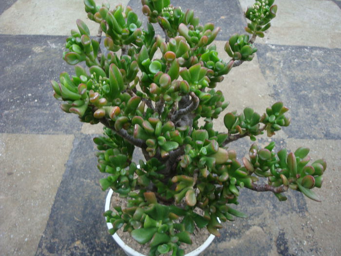 Crassula ovata cv. 'Gollum' - Genul Crassula