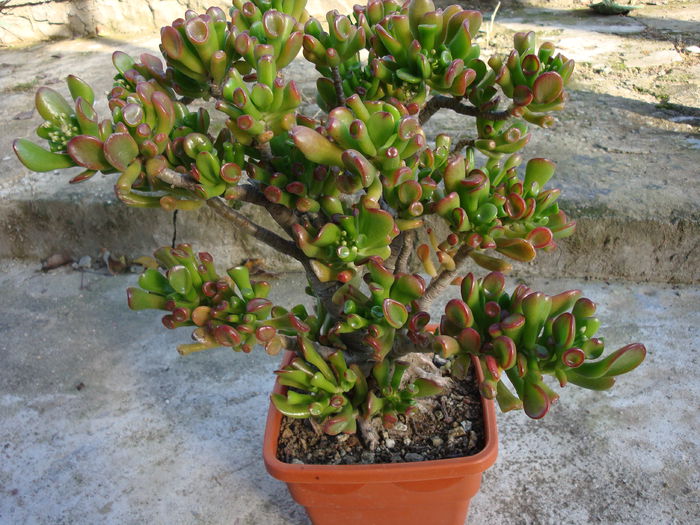 Crassula ovata cv. Gollum - Genul Crassula