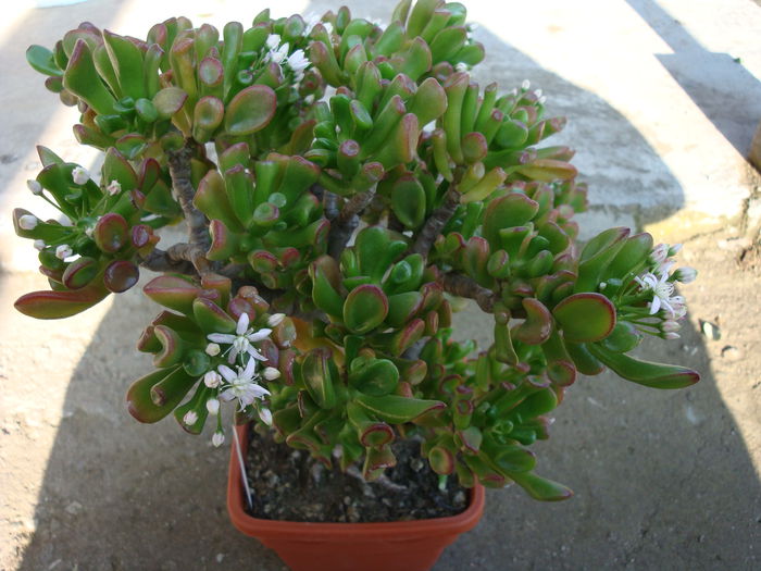 Crassula ovata cv. 'Gollum' - Genul Crassula