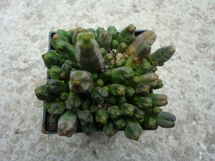 Crassula pyramidalis Thunb. 1778; Origine; Africa de Sud (Little Karoo)
